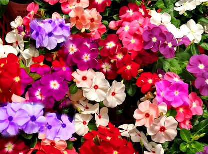 100PCS Mixed Vinca Minor Seeds Periwinkle Home Garden Seeds Heirloom Flower Seeds