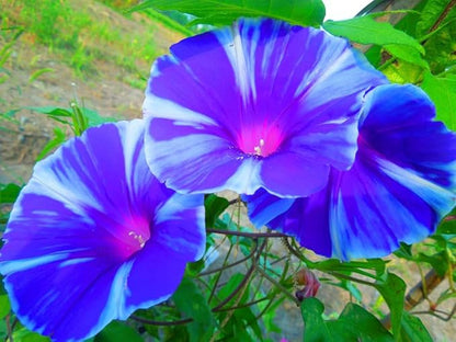 Mixed Japanese Morning Glory Seeds Flowers Ipomoea Nil Flower Vine Beautiful Perennial Climbing Flowers for Your Garde 80pcs