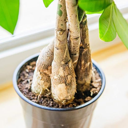 Perfect Plants Liquid Money Tree Fertilizer | 8oz. of Premium Concentrated Indoor and Outdoor Pachira Aquatica Fertilizer | Use with Containerized Houseplant Money Trees