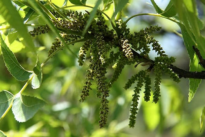 TomorrowSeeds - Pecan Tree Seeds - 6+ Count - For 2026 Planting Carya Illinoensis Illinois Nut Pecans Buttery Edible Texas American Hickory Native Perennial Trees Grow Your Own Home Farm Patio Healthy