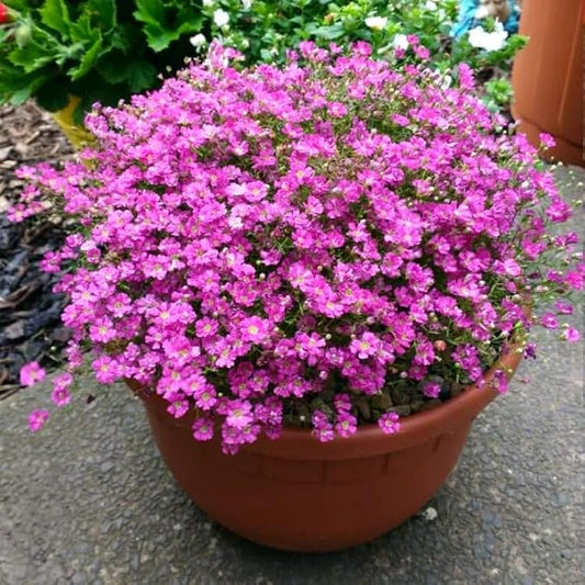 Seeds Pink Creeping Baby's Breath 1000+ Seeds to Grow Perennial Spreading Gypsophila Perfect Groundcover or Cascade Over Walls