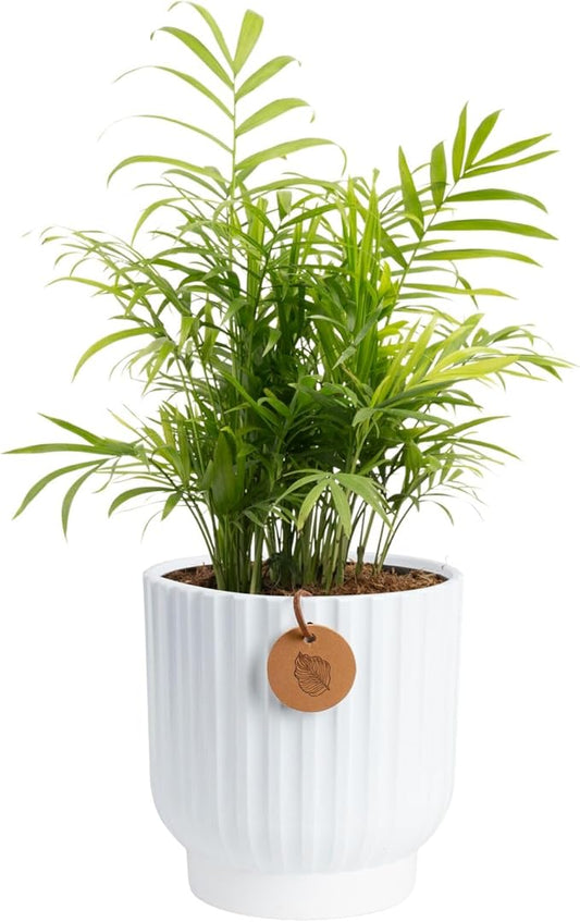 Costa Farms Parlor Palm, Neanthebella, Easy to Grow Houseplant Potted in Décor Plant Pot, Everyday Gift for Mom, For Wife, From Daughter, Son, Room or Home Decor, 1 Foot Tall