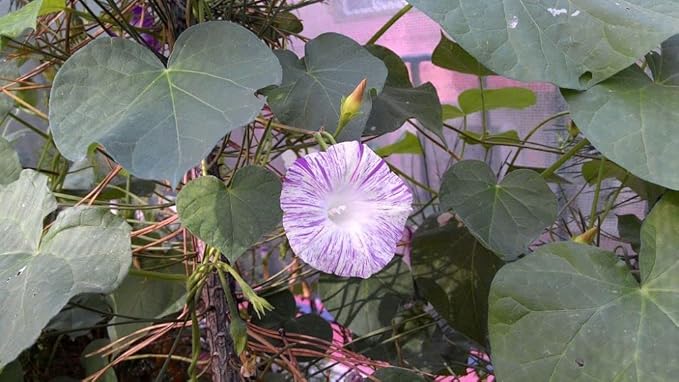 Seeds Morning Glory Harlequin Mix Annual Flowers