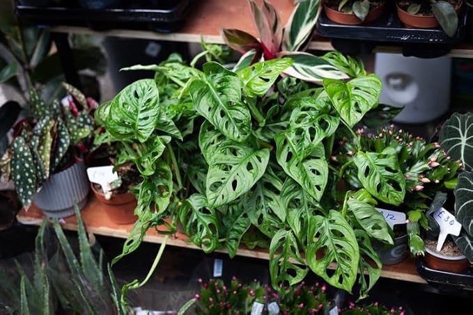 GARDENERA Swiss Cheese Plant Soil Blend - Enhance Root Development and Retain Moisture for Monstera Deliciosa - 1 Quart