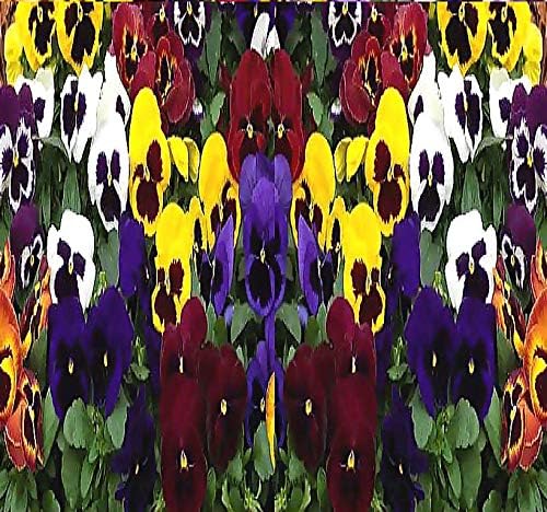 Big Pack - Pansy, Mixed Flower Seed (4,000 Seeds) - Viola wittrockiana 'Swiss Giants' - Edible Flower Seeds (Big Pack - Pansy Mix)