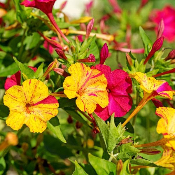 TomorrowSeeds - Marvel of Peru Four O' Clock Seeds - 600+ Count - for 2026 Planting Color Changing USA Garden Flower Broken Transform Pink White Yellow Rose Leaf Grow Your Own Home Farm Patio Healthy