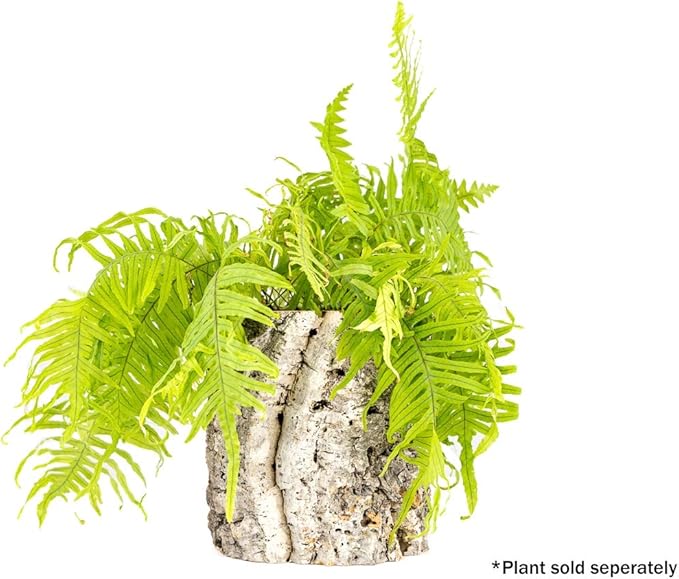Josh's Frogs Virgin Cork Planters (8 inch Tall)