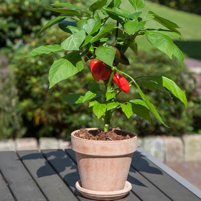 Park Seed Sweet Pepper Vegatable Plant Seeds, Easy to Grow, Spring Garden, Minis Fresh Bites Red, Pack of 10