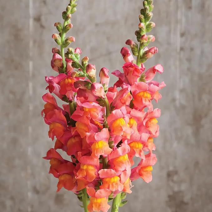 200+ Snapdragons Orange Seeds Flowers Garden Planting