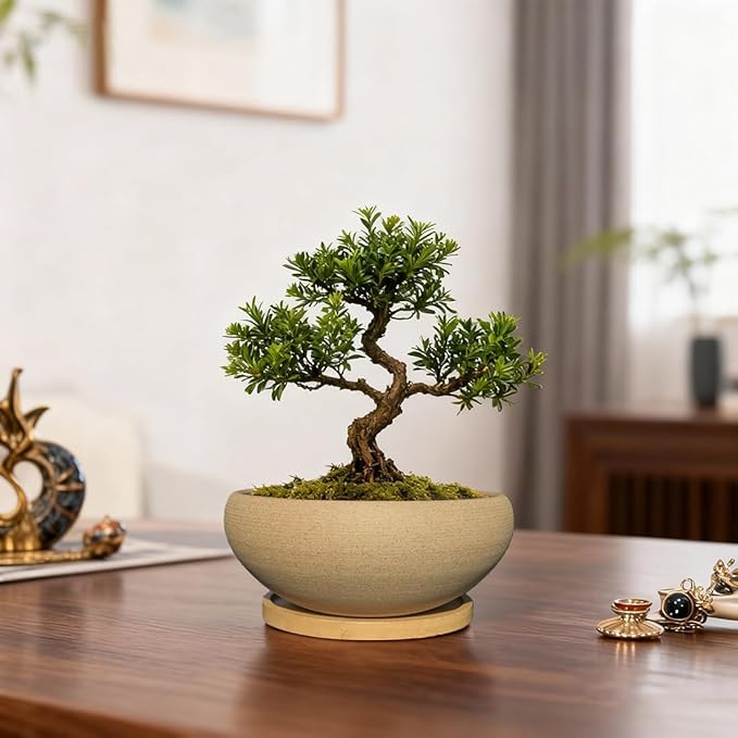 MUZHI Round Unglazed Ceramic Bonsai Pot with Bamboo Tray, Large Rough Pottery Succulent Planter with Drainage Hole 6.5 inch … (6.5")