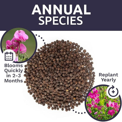 Sweet Pea Seeds Heirloom Mix - Bulk 1 Ounce Packet - Over 350 Seeds - Large Fragrant Lavender, Purple, Red, Pink and White Blooms