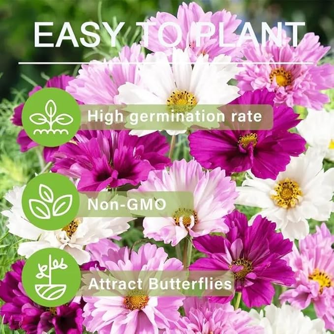 1000 Double Cosmos Seeds for Planting – Fully Double Blooms, Mixed Colors, Open-Pollinated Annual Wildflowers, Attract Butterflies & Bees, Cut Flower & Garden Bedding Use