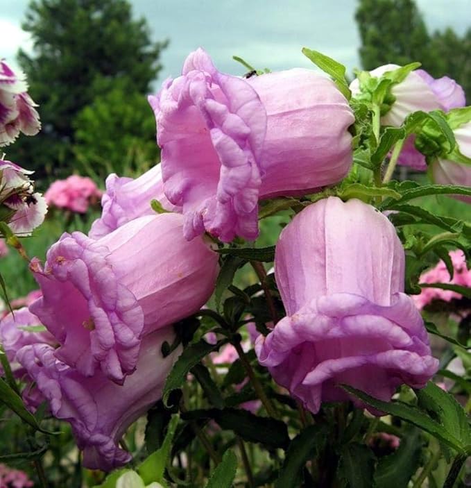 Seeds Canterbury Bells Double Mix Biennial Flowers