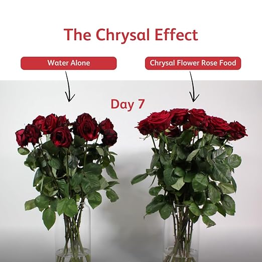 Chrysal Cut Flower Rose Food (10ml/L Bottle) - Floral Supplies for Fresh Flowers - Increases Vase Life - Ideal Florist Supplies (3 Pack)