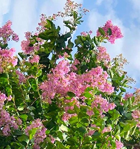 Crape Myrtle & All Flowering Trees Desert Willow Mimosa Orchid Tree Indoor Outdoor Container Grown Granular Fertilizer NutriStar (15 lb.)