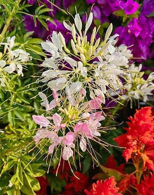 100+ Cleome Spider Flower Seeds Mixed Colors Flowers Cleome Planting