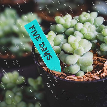 eZAKKA Plant Labels for Seedlings, 500pcs Plant Tags Markers Plastic Garden Markers Labels Tags Sticks for Outdoor Garden Waterproof, Multi-Color 2 Inches