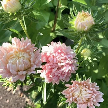 50+ Duchess Peony Aster Seeds Callistephus Tall Flowers Garden Planting