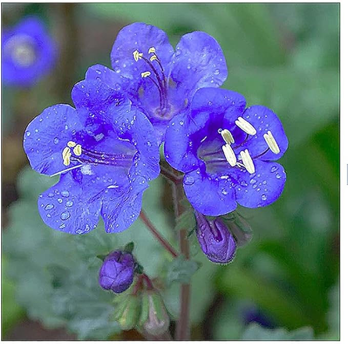 US Native Wildflower Mix - Annuals and Perennials Approx. 6500+ Seeds