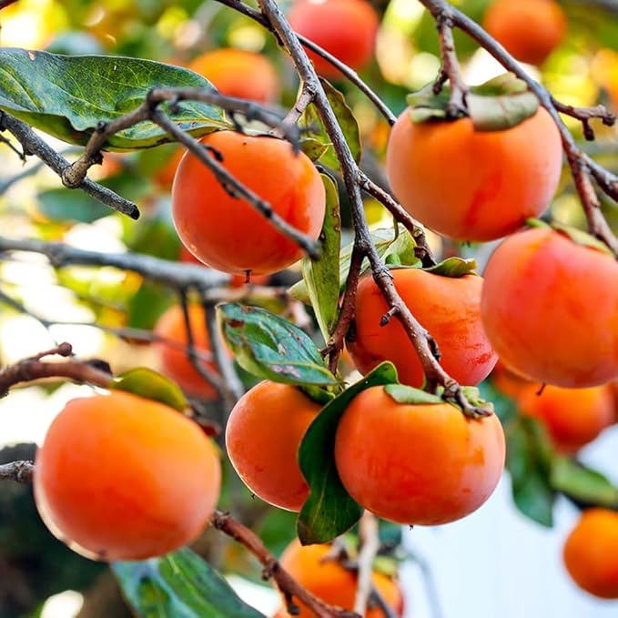 Persimmon Seeds for Planting – 35+ Heirloom Persimmon Tree Seeds for Home Garden, Fruit Tree Seeds for Backyard Orchard