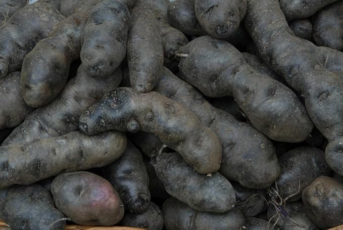 Generic 50pcs Sweet Potato Vegetable Seeds Black