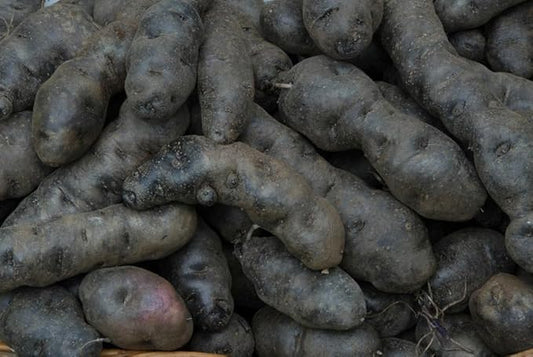 Generic 50pcs Sweet Potato Vegetable Seeds Black