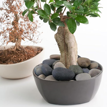 Natural River Rocks, Small Rocks for Plants Decorative Polished Pebbles for Fish Tank, Gardening, Flower Pots, Vase Fillers, Indoor Water Fountains, Landscaping, 40lbs, 2-3 Inch