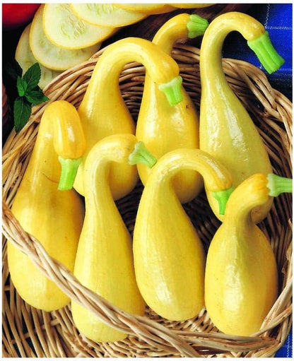 Park Seed Early Summer Crookneck Organic Squash Seeds – Mild Sweet Flavor, Creamy Texture, Compact Bush Plant Ideal for Small Gardens, Certified Organic Summer Variety, Pack of 20