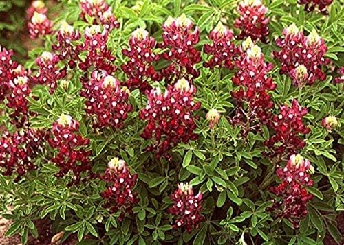 100pcs Maroon Red Texas Bluebonnet Plant Seeds