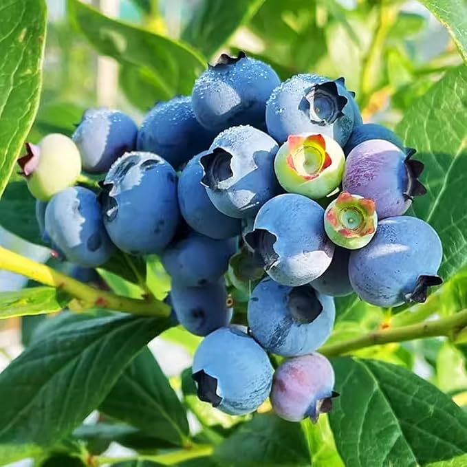 200+ Blueberries Seeds Organic-Blueberry Seeds Non GMO Fruit Tree Berry Seed-Blue Berries Seed Heirloom for Planting Outdoors