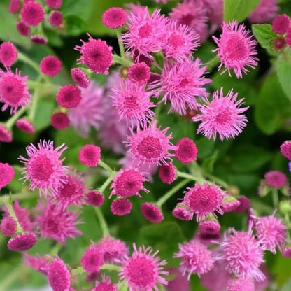 100+ Ball Pink Ageratum Seeds Flower Seeds Garden Planting