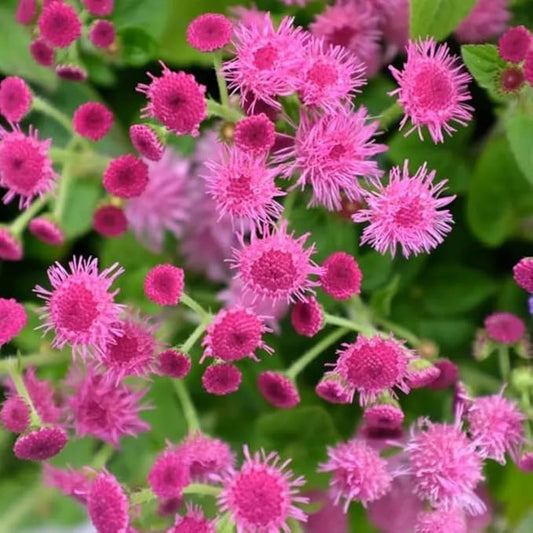 100+ Ball Pink Ageratum Seeds Flower Seeds Garden Planting