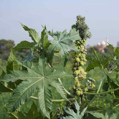 Outsidepride Zanzibariensis Castor Bean Seeds - 100 Pcs Annual Quick-Growing Tropical Flower Seeds for Planting Vibrant Foliage & Colorful Blooms for Eye-Catching Borders, Gardens & Landscapes