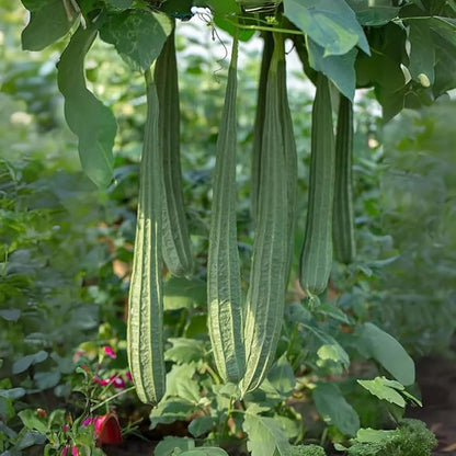 30+ Long Angled Luffa & Gourd Smooth Luffa Seeds Vegetable Fruit Seed Edible Tropical Vegetable Garden Asian Luffa