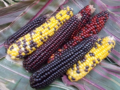 Seeds Corn Multicolor Montana Sweet Purple Yellow Red Garden Heirloom Vegetable for Planting Non GMO