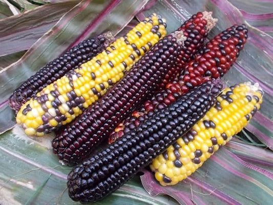 Seeds Corn Multicolor Montana Sweet Purple Yellow Red Garden Heirloom Vegetable for Planting Non GMO