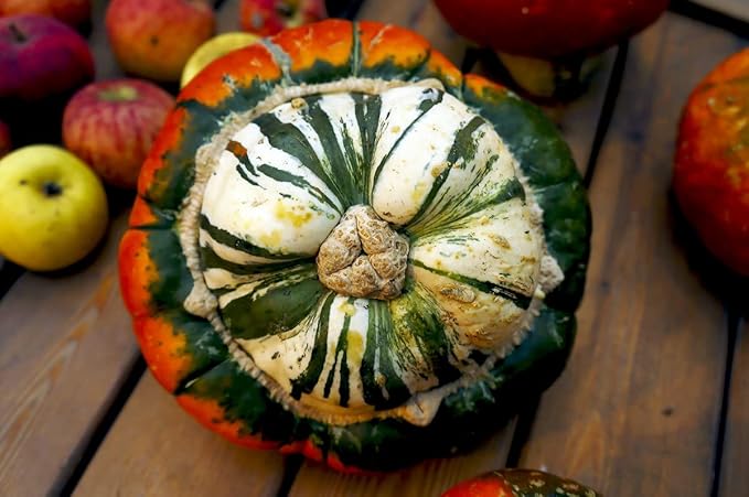 Pumpkin Turk’s Turban 10 Seeds Ornamental Decorative Turban Squash Mushroom Pumpkin Gourd Non-GMO
