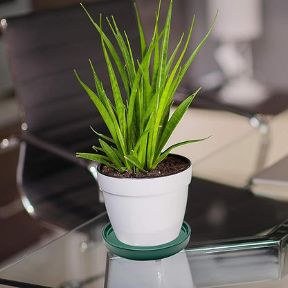 2 Pack Ceramic Plant Saucer Pot Tray 8 Inch, Planter Saucers 4 5 6 7 8 9 10 11 12 Inch for Indoors Outdoor, Durable Sturdy Flower Drainage Tray for Glazed Pots Base (8.5 Inch Green)
