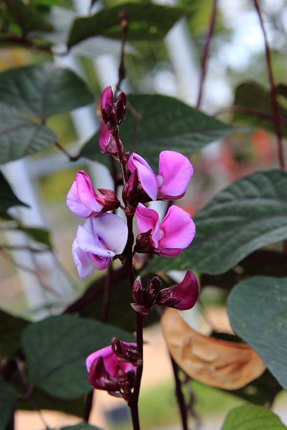 TomorrowSeeds - Purple Moon Hyacinth Bean (Pole) Seeds - 90+ Count - for 2026 Planting Lablab Purpureus Dolichos Tonga Njahi Seim Bataw Flat Beans USA Garden Vegetable Grow Your Own Home Farm Patio