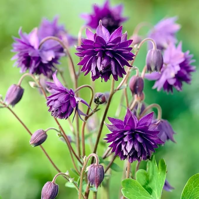 100+ Aquilegia Purple Barlow Columbine Seeds Flowers Garden Planting