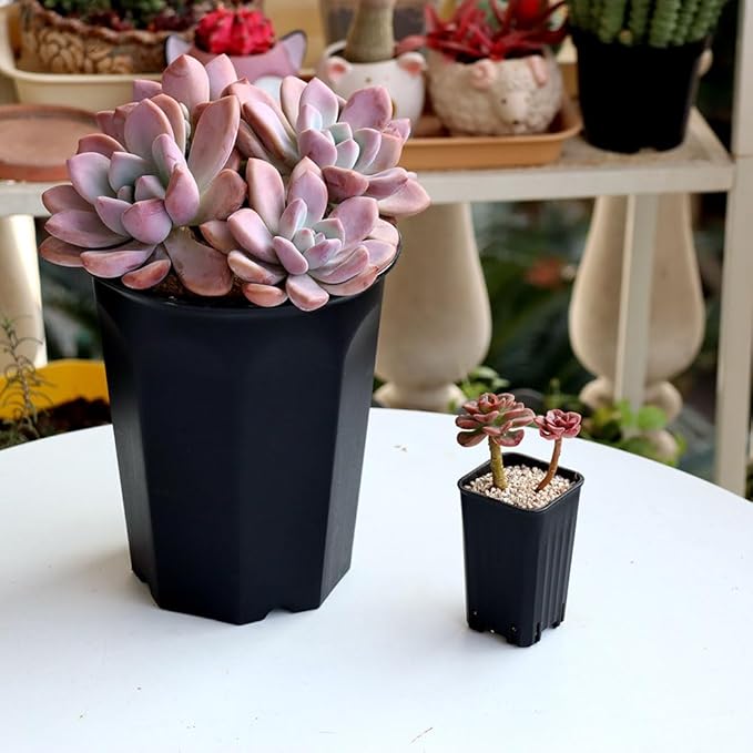 BangQiao 180 Pack 1.95 Inch Tiny Black Plastic Square Nursery and Seedling Pot, Mini Deep Transplant Seed Starter Planter with Drain Hole for Germination, Herb, Succulent