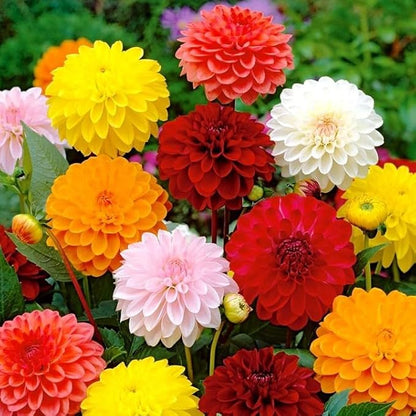 Seeds Flowers Dahlia Double Mix Annual - 30 Seeds