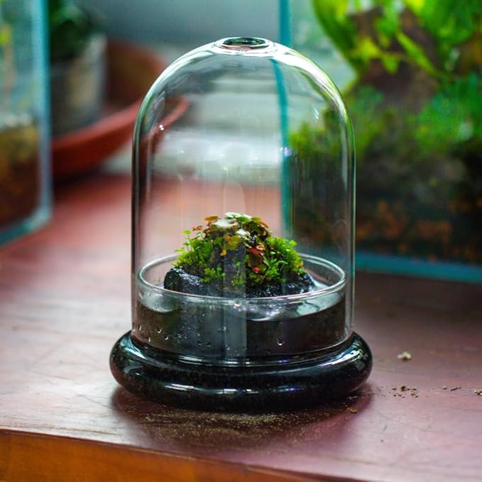 Small Glass Dome with Base and Air Hole - 4.7 x 4.7 x 6.3 Inch - Clear Glass Cloche Bell Jar, Home Indoor Tabletop Decorative Terrarium, (No Plants Included)
