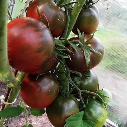 Seeds Black Prince Tomato Indeterminate Rare Variety True Siberian Tomato Non GMO Heirloom