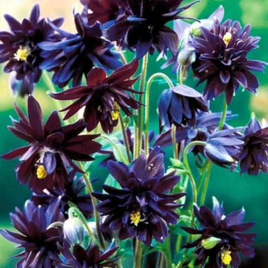 100+ Black Barlow Columbine Seeds Black Flowers Double Columbine Blooms Flower Plant