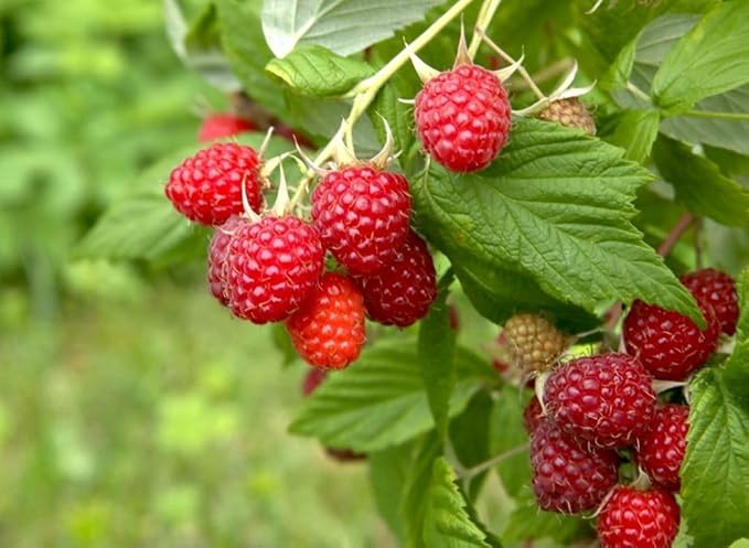 Red Raspberry Seed Pack 200 pcs - Perennial Heirloom Non-GMO Outdoor Indoor