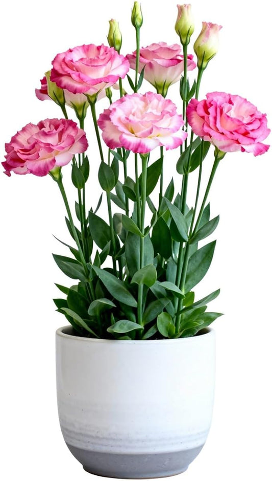 500 PCS Double Petal Eustoma Seeds, Lisianthus Flower Seeds for Indoor Outdoor Gardening, High Germination Rate Flower Seeds for Home Yard Balcony Container Planting