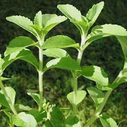 100PCS Stevia Rebaudiana Seeds Herb Seeds