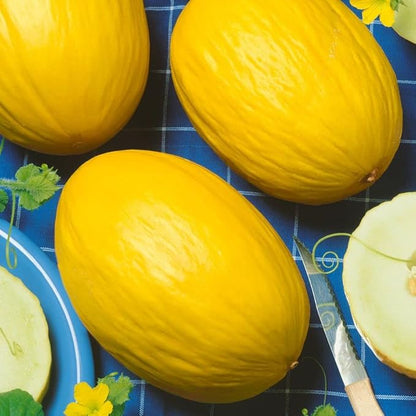 Park SeedJuane Canary Heirloom Melon Seeds, Pack of 25 Seeds