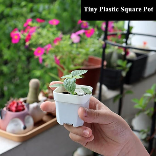BangQiao 200 Pack 1.95 Inch Tiny White Plastic Square Nursery and Seedling Pot, Mini Transplant Seed Starter Planter with Drain Hole for Germination, Herb, Succulent